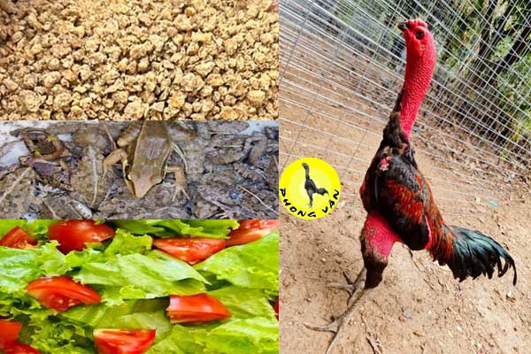 Nguyên Lý Dinh Dưỡng Cơ Bản Cho Gà Chọi